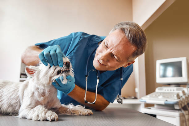 Best Walk-In Emergency Dental Services in Snow Hill, NC